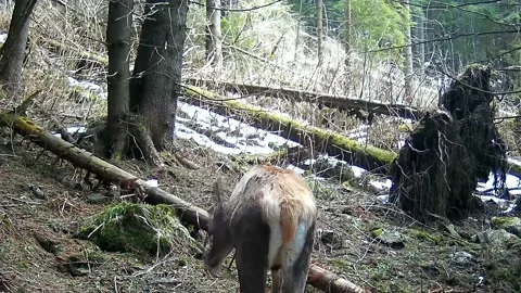 Deer looking for food Video stock 154268939