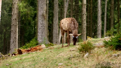 Deer looking for food Stock Footage 311436741