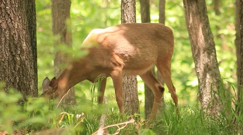 Deer looking for food in Forest Vídeo Stock 49828526