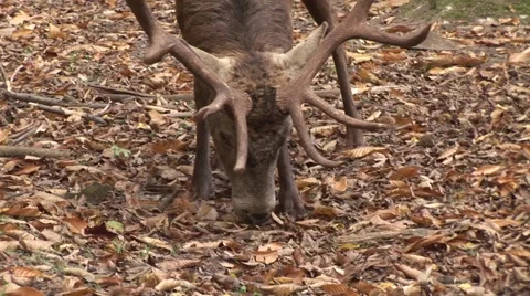 Deer Looking For Food On The Ground 스톡 동영상 40369069