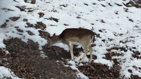 Deer looking for food in the snow Stock Footage 26299900