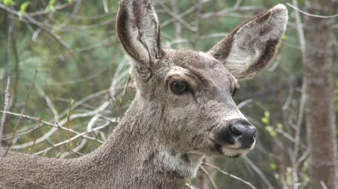 Deer looking Stock Footage 478833