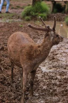 The deer is looking to the left Stock Photos