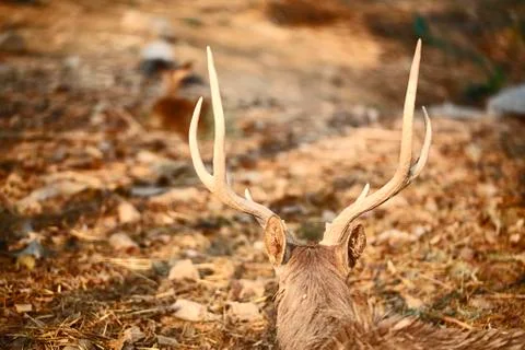 Deer looking Stock Photos