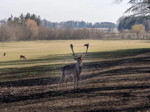 Deer is looking Foto stock