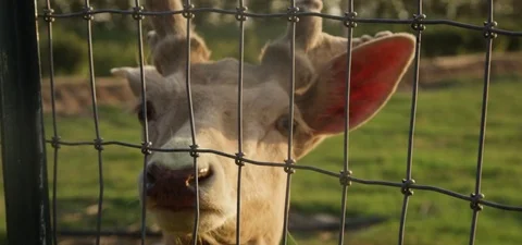 Deer looking through the fence in field 動画素材 76273876