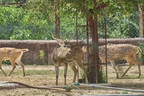 A deer is looking towards the camera Stock Photos