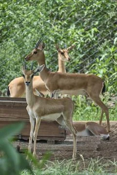 A deer is looking towards the camera Foto stock