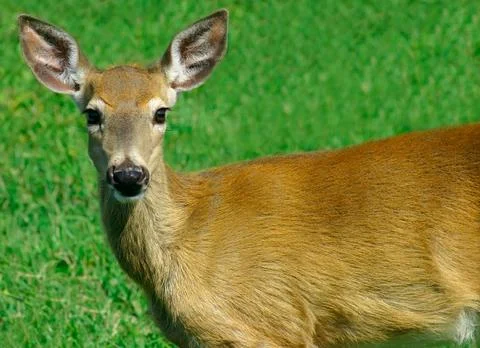 Deer looking at us Stock Photos