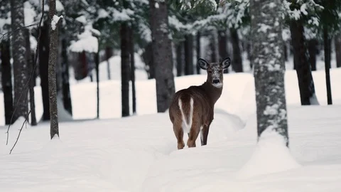 DEER LOOKS BACK AT CAMERA  HANDHELD 動画素材 91989541