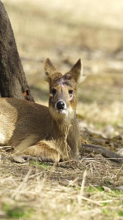 Deer looks at the camera Stock Footage 329119323