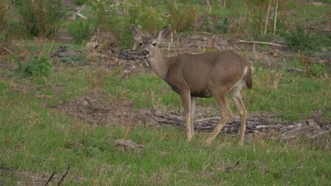 Deer Looks At Camera Medium Closeup Vídeos de archivo 97605614