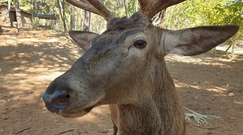 THE DEER LOOKS DIRECTLY AT THE CAMERA Stock Photos
