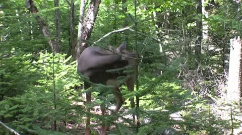 Deer Looks into lens Video stock 9288238