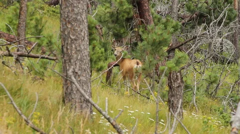 Deer looks over her shoulder at camera Stock Footage 40573372