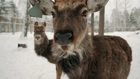 Deer looks right into the camera. Stock Footage 146333187