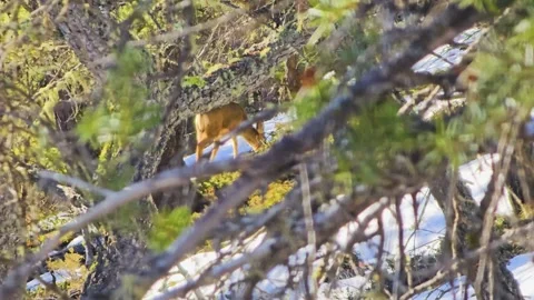 Deer lowers its head to eat beneath dense forest branches, surrounded by snow Stock Footage 334158678
