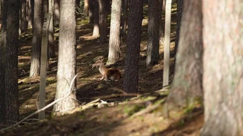 Deer lying down and resting in forest farm Stock Footage 293991933