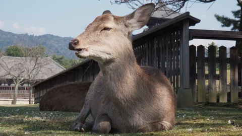 Deer lying down eating Nara, Japan Kofukuji Pagoda in background. Stock Footage 127761723