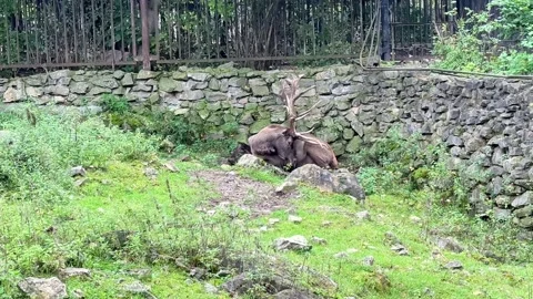 A deer is lying down Stock Footage 345754699