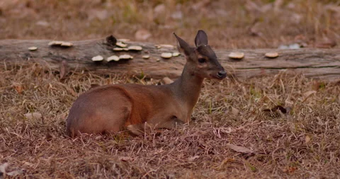 Deer lying down in the forest alerting for danger Stock Footage 284052459