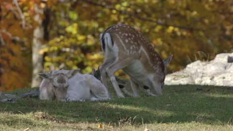 Deer lying down in the forest Stock Footage 140267736