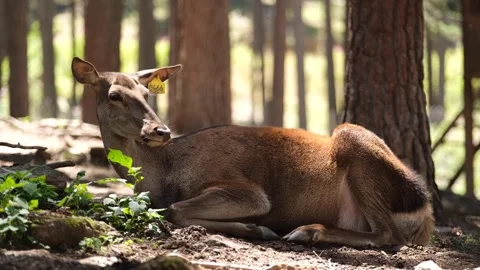 Deer lying down in the forest Stock Footage 293991977