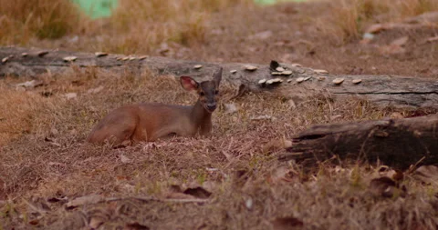 Deer lying down resting looking at camera Stock Footage 284052489