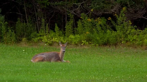 Deer Lying In Field Chewing, Regurgitating and Chewing Stock Footage 93880164