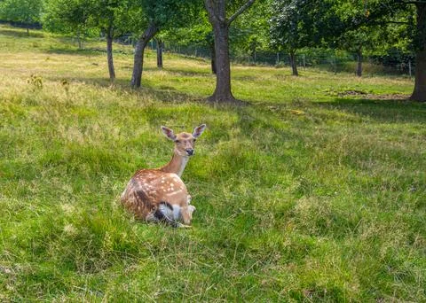 Deer lying in  field Stock Photos