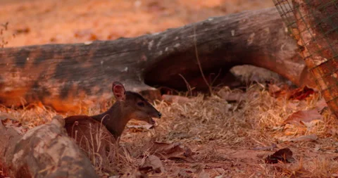Deer lying in the forest chewing food Stock Footage 284052483
