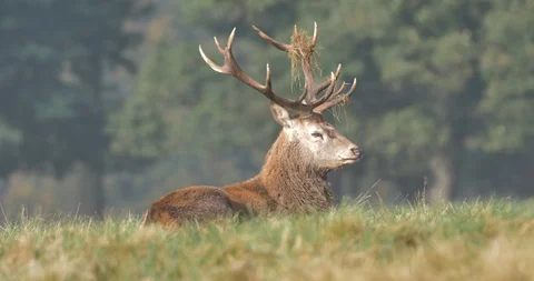Deer lying in the grass Stock Footage 119797904