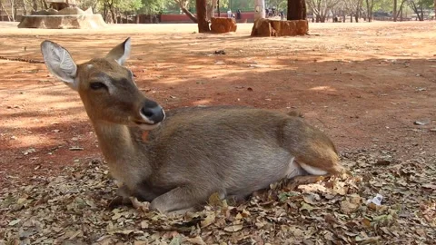 Deer lying on ground animals life in Thailand Stock Footage 130370567