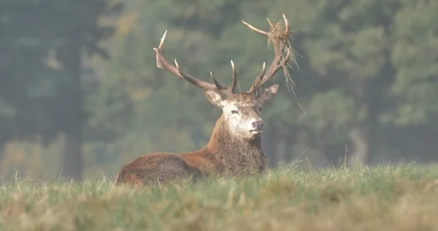 Deer lying on the ground Stock Footage 119807287
