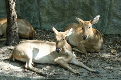 Deer lying on ground. Stock Photos