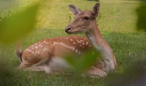 Deer lying in a meadow Stock Photos