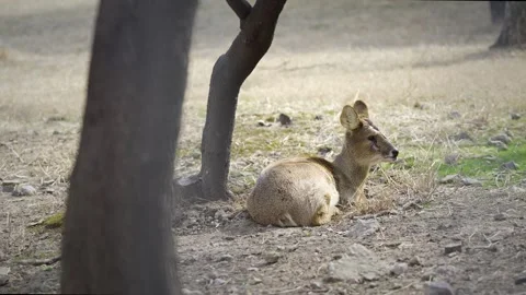 Deer lying next to a tree on a cold winter's day Stock Footage 329117151
