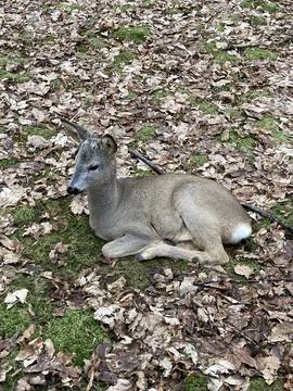 Deer lying in the park 库存照片