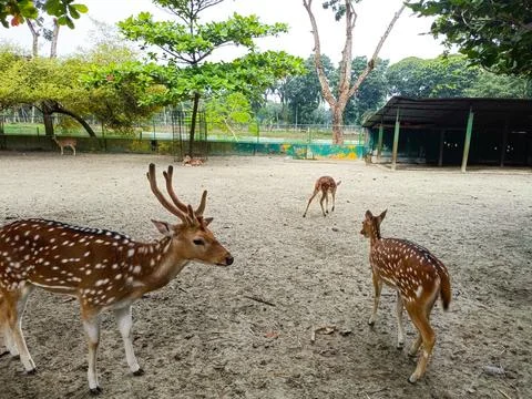 Deer Lying in The Park Stock Photos