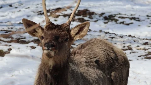 Deer lying on the snow wiggles its ears Stock Footage 242457033