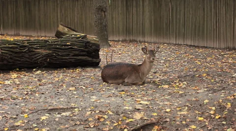 Deer Lying Then Goes Away Stock Footage 48706306
