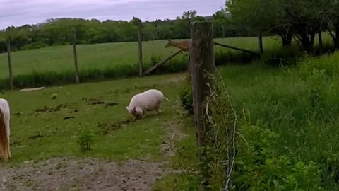 Deer makes beautiful leap over high fence to join farm animals 스톡 동영상 272565338