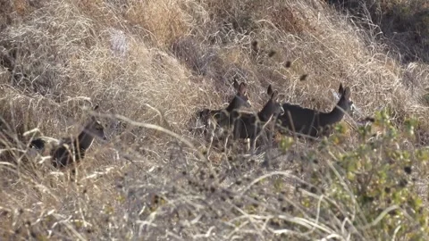 Deer making their escape Video stock 150715057