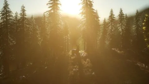 Deer Male in Forest at Sunset Stock Illustration