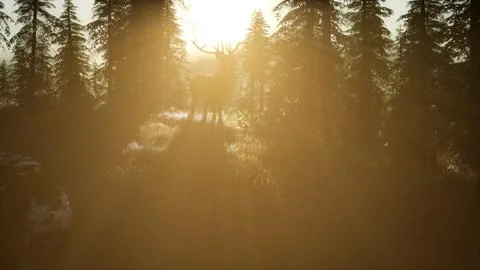 Deer Male in Forest at Sunset Stock Illustration