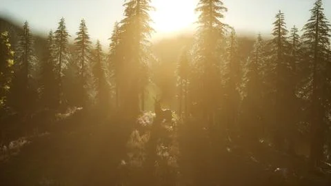 Deer Male in Forest at Sunset Stock Illustration