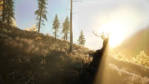 Deer Male in Forest at Sunset Stock Illustration