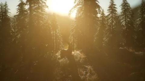 Deer Male in Forest at Sunset Stock Illustration