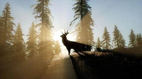 Deer Male in Forest at Sunset Stock Illustration