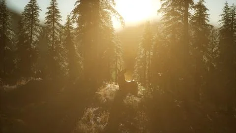 Deer Male in Forest at Sunset Stock Illustration